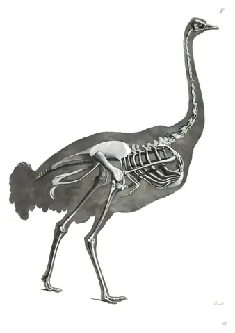 Lámina de Die vergleichende Osteologie, Edouard Joseph d’Alton, 1821-38