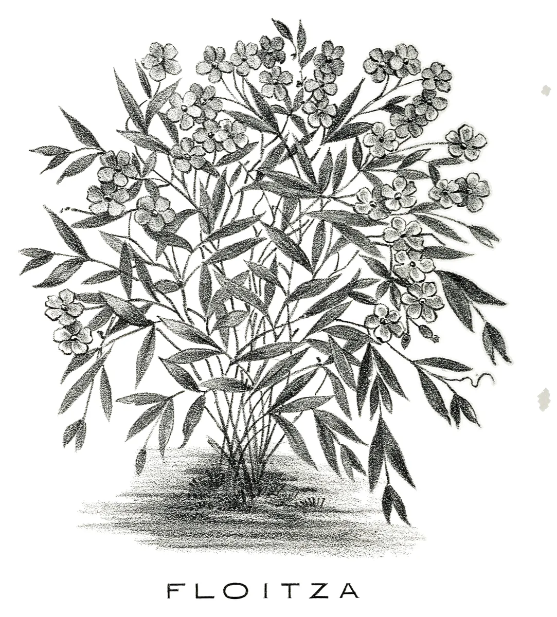 Floitza, Sara Weiss, 1903