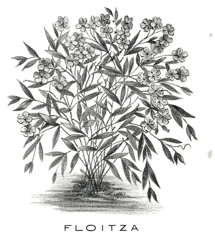 Floitza, Sara Weiss, 1903