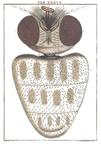 Cabeza de mosca, Martin Frobenius Ledermüller, 1764-8
