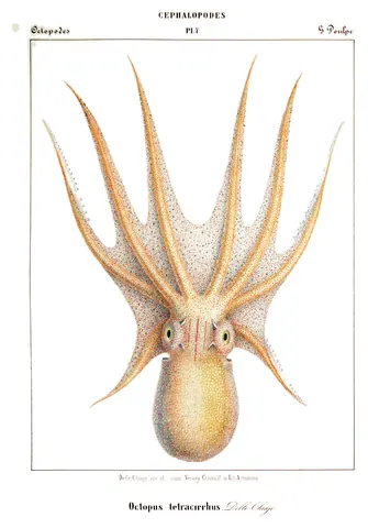 Octopus Tetracirrhus, Jean Baptiste Vérany, 1851