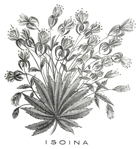 Isoina, Sara Weiss, 1903
