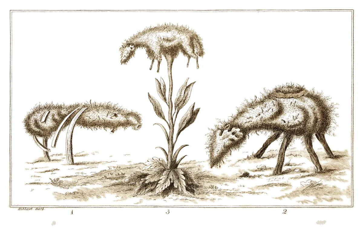 Barómetz o cordero escita, William Hibbart, 1791